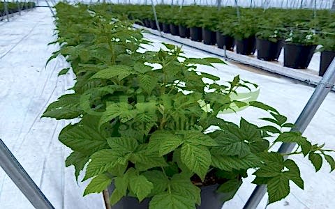 Böğürtlen Seralari