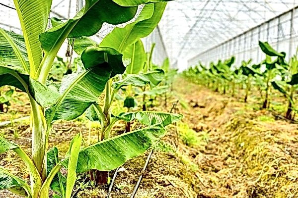 Modern Sera Sistemleri: Anahtar Teslim Sera Sistemleri