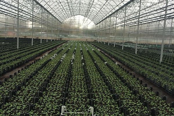 Modern Sera Sistemleri: Anahtar Teslim Sera Sistemleri