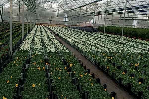 Modern Sera Sistemleri: Anahtar Teslim Sera Sistemleri