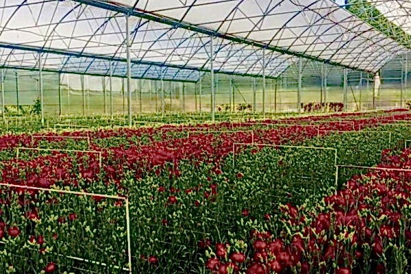 Modern Sera Sistemleri: Anahtar Teslim Sera Sistemleri