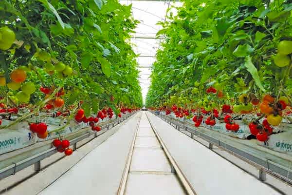 Modern Sera Sistemleri: Anahtar Teslim Sera Sistemleri