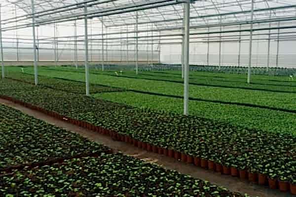 Modern Sera Sistemleri: Anahtar Teslim Sera Sistemleri