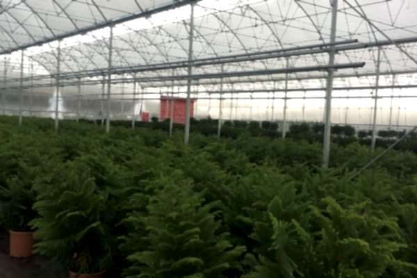 Modern Sera Sistemleri: Anahtar Teslim Sera Sistemleri