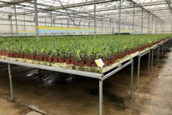 Modern Sera Sistemleri: Anahtar Teslim Sera Sistemleri