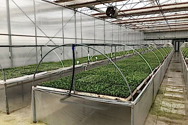 Modern Sera Sistemleri: Anahtar Teslim Sera Sistemleri