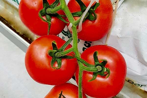 Modern Sera Sistemleri: Anahtar Teslim Sera Sistemleri