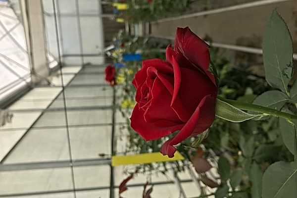 Modern Sera Sistemleri: Anahtar Teslim Sera Sistemleri