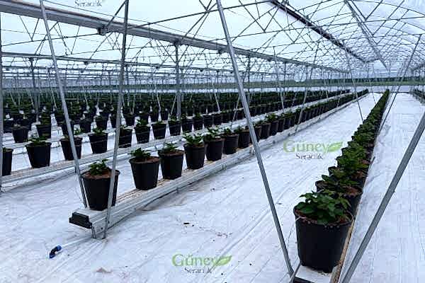 Modern Sera Sistemleri: Anahtar Teslim Sera Sistemleri