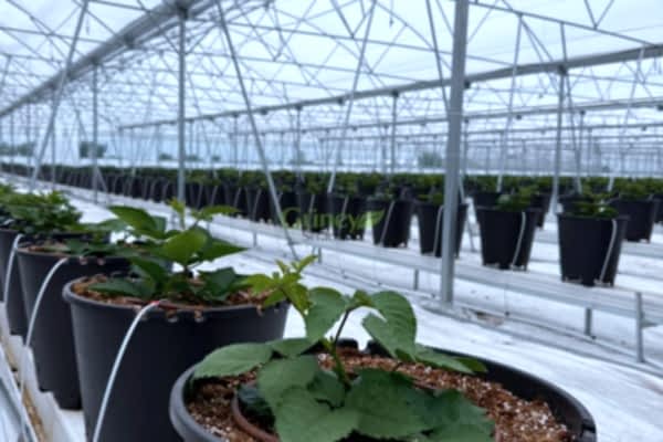 Modern Sera Sistemleri: Anahtar Teslim Sera Sistemleri