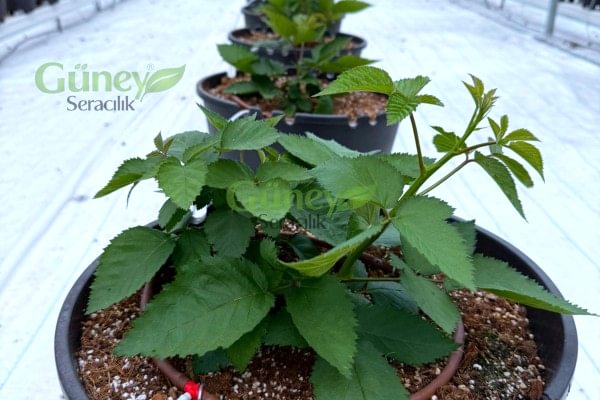 Modern Sera Sistemleri: Anahtar Teslim Sera Sistemleri