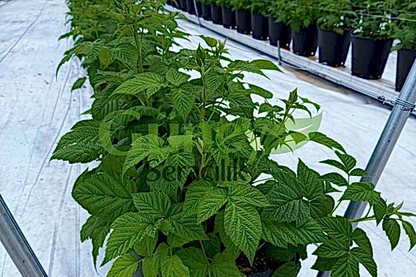 Modern Sera Sistemleri: Anahtar Teslim Sera Sistemleri