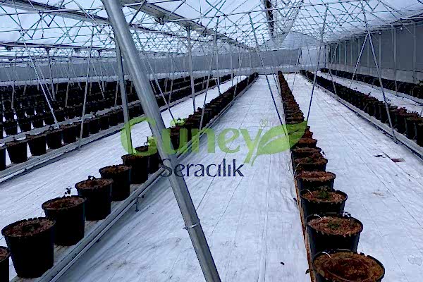 Modern Sera Sistemleri: Anahtar Teslim Sera Sistemleri