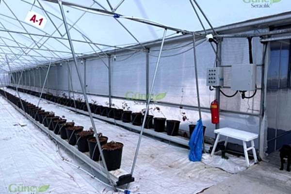 Modern Sera Sistemleri: Anahtar Teslim Sera Sistemleri