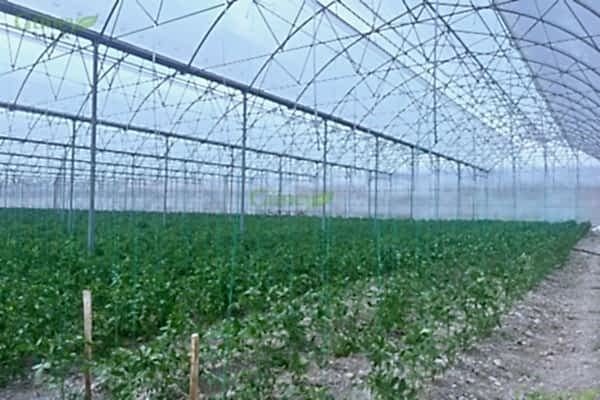 Modern Sera Sistemleri: Anahtar Teslim Sera Sistemleri