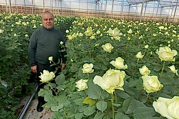 Modern Sera Sistemleri: Anahtar Teslim Sera Sistemleri