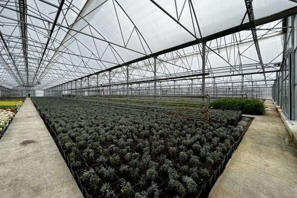 Modern Sera Sistemleri: Anahtar Teslim Sera Sistemleri