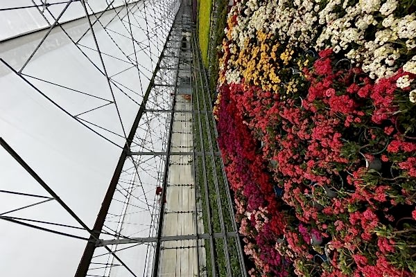 Modern Sera Sistemleri: Anahtar Teslim Sera Sistemleri