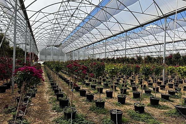 Modern Sera Sistemleri: Anahtar Teslim Sera Sistemleri