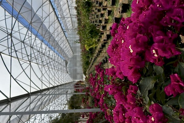 Modern Sera Sistemleri: Anahtar Teslim Sera Sistemleri