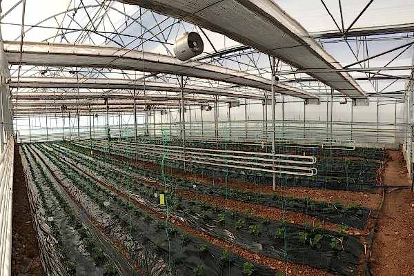 Modern Sera Sistemleri: Anahtar Teslim Sera Sistemleri