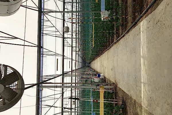 Modern Sera Sistemleri: Anahtar Teslim Sera Sistemleri