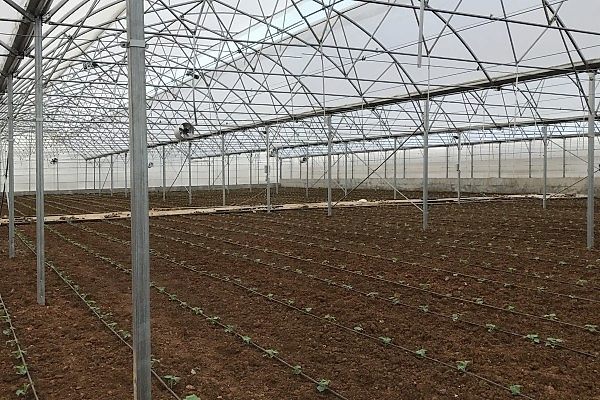 Modern Sera Sistemleri: Anahtar Teslim Sera Sistemleri