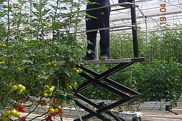 Modern Sera Sistemleri: Anahtar Teslim Sera Sistemleri