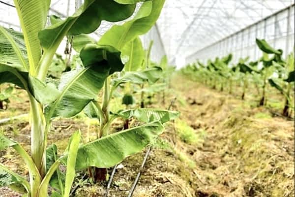 Modern Sera Sistemleri: Anahtar Teslim Sera Sistemleri