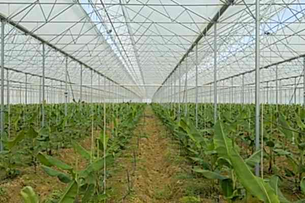 Modern Sera Sistemleri: Anahtar Teslim Sera Sistemleri