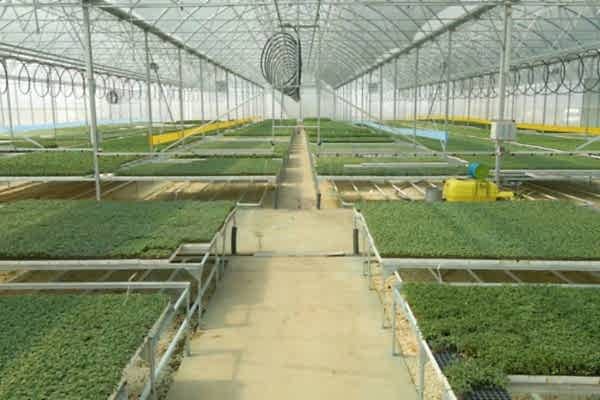 Modern Sera Sistemleri: Anahtar Teslim Sera Sistemleri