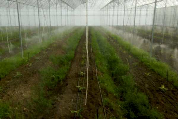 Modern Sera Sistemleri: Anahtar Teslim Sera Sistemleri