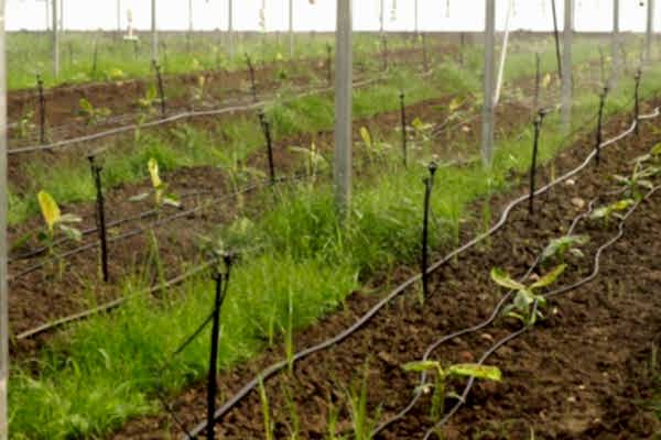 Modern Sera Sistemleri: Anahtar Teslim Sera Sistemleri