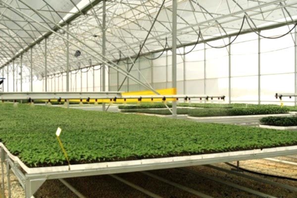 Modern Sera Sistemleri: Anahtar Teslim Sera Sistemleri