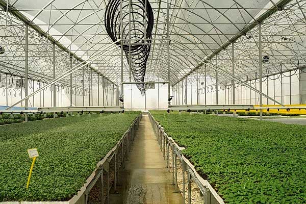 Modern Sera Sistemleri: Anahtar Teslim Sera Sistemleri