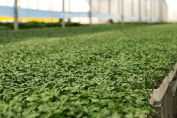 Modern Sera Sistemleri: Anahtar Teslim Sera Sistemleri