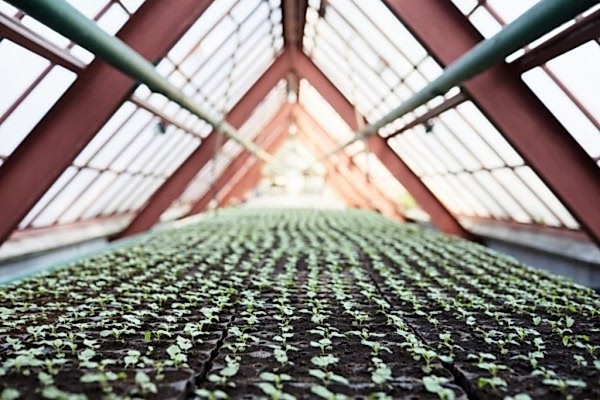 Modern Sera Sistemleri: Anahtar Teslim Sera Sistemleri