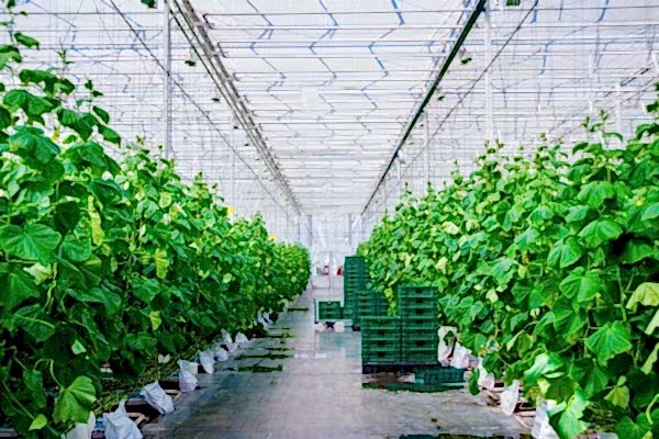 Modern Sera Sistemleri: Anahtar Teslim Sera Sistemleri