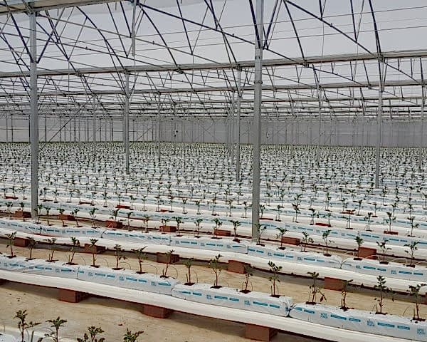 Modern Sera Sistemleri: Anahtar Teslim Sera Sistemleri