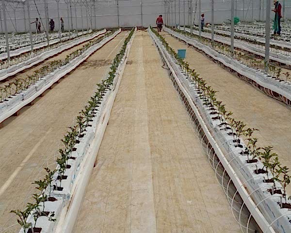 Modern Sera Sistemleri: Anahtar Teslim Sera Sistemleri