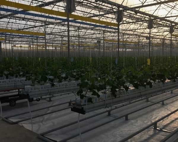 Modern Sera Sistemleri: Anahtar Teslim Sera Sistemleri