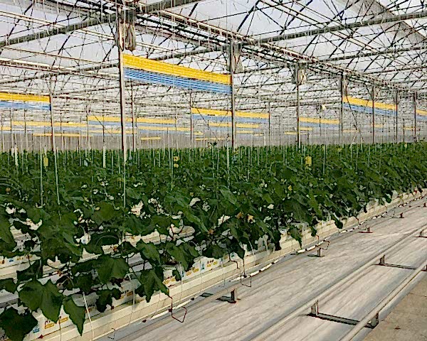 Modern Sera Sistemleri: Anahtar Teslim Sera Sistemleri